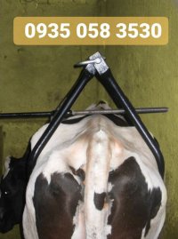جک بلند کننده گاو سفارش 09350583530 در قزوین در گروه تجهیزات دام و طیور - خرید فروش نو دسته دوم در یکمیوه