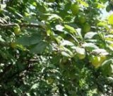 آگهی مشابه فروش آلوچه باغی در گروه خرید فروش عمده آلو - زرد خاکی شابلون سانتریزه سیاه در یکمیوه