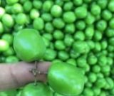 آگهی مشابه فروش گوجه سبز درجه یک در گروه خرید فروش عمده آلو - آلوچه گوجه سبز زرد خاکی شابلون سانتریزه سیاه در یکمیوه