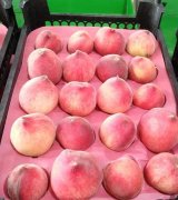 آگهی مشابه فروش هلو شصت روزه در گروه خرید فروش عمده هلو - زعفرانی حاج کاظمی سفید هسته جدا در یکمیوه