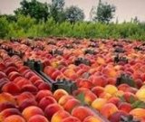 آگهی مشابه اجاره باغ هلو و شلیل و شابلون در گروه خرید فروش عمده هلو - زعفرانی حاج کاظمی سفید هسته جدا در یکمیوه