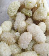 آگهی مشابه فروش  توت درشت روی درخت در گروه خرید فروش عمده توت - شاتوت سفید طلایی موزی قرمز در یکمیوه