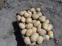 آگهی مشابه بارفروشی قربان عباسیان در گروه بارفروشی محصولات کشاورزی بار فروش تهران دزفول کرمان کرج در یکمیوه