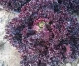 آگهی مشابه فروش کاهو قرمز فرانسوی در گروه خرید فروش عمده کاهو - رسمی پیچ سالادی فرانسوی چینی قرمز در یکمیوه