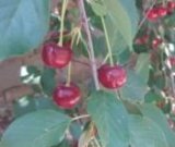 آگهی مشابه فروش آلبالو درجه یک در گروه خرید فروش عمده آلبالو - رسمی خارجی سرخ قرمز مربایی شربتی در یکمیوه