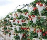 آگهی مشابه فروش توت فرنگی در گروه خرید فروش عمده توت فرنگی - خرید فروش عمده قرمز سفید در یکمیوه