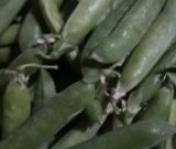 آگهی مشابه خریدار نخود فرنگی سبز در گروه خرید فروش عمده نخود - فرنگی خام سبز فروش عمده در یکمیوه