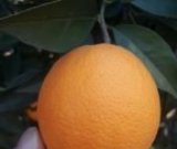 آگهی مشابه فروش پرتقال آبدار در گروه خرید فروش عمده پرتقال - پرتقال رسمی تامسون خونی جنوب در یکمیوه