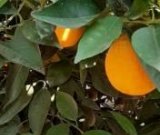 آگهی مشابه فروش پرتقال در گروه خرید فروش عمده پرتقال - پرتقال رسمی تامسون خونی جنوب در یکمیوه