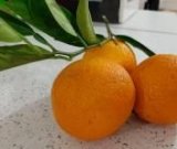 آگهی مشابه خرید پرتقال تابستان در گروه خرید فروش عمده پرتقال - پرتقال رسمی تامسون خونی جنوب در یکمیوه