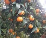 آگهی مشابه فروش نارنگی یافا در گروه خرید فروش عمده نارنگی - ژاپنی بندر فروش عمده محصولات در یکمیوه