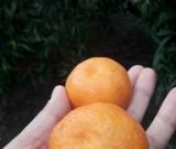 آگهی مشابه فروش نارنگی در گروه خرید فروش عمده نارنگی - ژاپنی بندر فروش عمده محصولات در یکمیوه