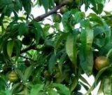 آگهی مشابه فروش شلیل سر درختی در گروه خرید فروش عمده شلیل - شمس شبرنگ مغان انجیری سبز رفعتی در یکمیوه