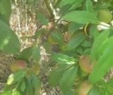 آگهی مشابه فروش شلیل سیبی در گروه خرید فروش عمده شلیل - شمس شبرنگ مغان انجیری سبز رفعتی در یکمیوه