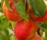 آگهی مشابه خرید شلیل در گروه خرید فروش عمده شلیل - شمس شبرنگ مغان انجیری سبز رفعتی در یکمیوه