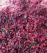 آگهی مشابه فروش عمده میوه گیلاس زردالو هلو در گروه خرید فروش عمده آلبالو - رسمی خارجی سرخ قرمز مربایی شربتی در یکمیوه