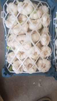 آگهی مشابه فروش سیر تازه و خشک در گروه خرید فروش عمده سیر - تازه خام ترشی خشک صادراتی در یکمیوه