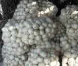 آگهی مشابه فروش پیاز سفید در گروه خرید فروش عمده پیاز - قرمز سفید زرد ترشی تازه انباری در یکمیوه