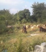 آگهی مشابه فروش بز جوان و داشتی در گروه گاو و گوسفند و میش و بز کهره گوساله سمینتال در یکمیوه