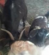 آگهی مشابه فروش سه راس بز نر و ماده در گروه گاو و گوسفند و میش و بز کهره گوساله سمینتال در یکمیوه