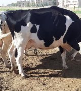 آگهی مشابه ماده گاو بومی با گوساله در گروه گاو و گوسفند و میش و بز کهره گوساله سمینتال در یکمیوه