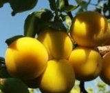 آگهی مشابه فروش زردآلو در گروه خرید فروش عمده زردآلو - شاهرودی بادامی شکرپاره نصیری در یکمیوه