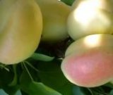 آگهی مشابه فروش زردآلو پیوندی در گروه خرید فروش عمده زردآلو - شاهرودی بادامی شکرپاره نصیری در یکمیوه