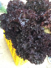 آگهی مشابه فروش کاهو فرانسه قرمز در گروه خرید فروش عمده کاهو - رسمی پیچ سالادی فرانسوی چینی قرمز در یکمیوه