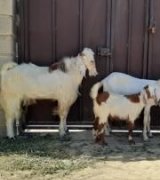 آگهی مشابه فروش 4 راس بز پاکستانی در گروه گاو و گوسفند و میش و بز کهره گوساله سمینتال در یکمیوه
