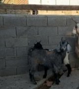 آگهی مشابه فروش بز بزغاله دار در گروه گاو و گوسفند و میش و بز کهره گوساله سمینتال در یکمیوه