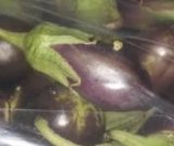 آگهی مشابه فروش بادمجان در گروه خرید فروش عمده بادمجان - قلمی دلمه کبابی مشکی سفید در یکمیوه