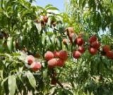 آگهی مشابه فروش هلو تازه در گروه خرید فروش عمده هلو - زعفرانی حاج کاظمی سفید هسته جدا در یکمیوه