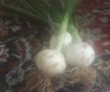 آگهی مشابه فروش پیاز سفید در گروه خرید فروش عمده پیاز - قرمز سفید زرد ترشی تازه انباری در یکمیوه