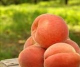 آگهی مشابه فروش هلو در گروه خرید فروش عمده هلو - زعفرانی حاج کاظمی سفید هسته جدا در یکمیوه