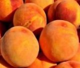 آگهی مشابه فروش عمده هلو در گروه خرید فروش عمده هلو - زعفرانی حاج کاظمی سفید هسته جدا در یکمیوه