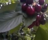 آگهی مشابه فروش گیلاس در گروه خرید فروش عمده گیلاس - تکدانه شیرین ترش رنگی خوشه سیاه در یکمیوه