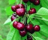 آگهی مشابه فروش گیلاس اعلا در گروه خرید فروش عمده گیلاس - تکدانه شیرین ترش رنگی خوشه سیاه در یکمیوه