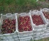 آگهی مشابه فروش گیلاس در گروه خرید فروش عمده گیلاس - تکدانه شیرین ترش رنگی خوشه سیاه در یکمیوه