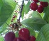 آگهی مشابه فروش گیلاس تازه رسیده در گروه خرید فروش عمده گیلاس - تکدانه شیرین ترش رنگی خوشه سیاه در یکمیوه