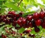 آگهی مشابه فروش عمده گیلاس در گروه خرید فروش عمده گیلاس - تکدانه شیرین ترش رنگی خوشه سیاه در یکمیوه