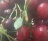 آگهی مشابه فروش گیلاس ارگانیک در گروه خرید فروش عمده گیلاس - تکدانه شیرین ترش رنگی خوشه سیاه در یکمیوه