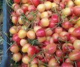 آگهی مشابه فروش گیلاس شیشه ای در گروه خرید فروش عمده گیلاس - تکدانه شیرین ترش رنگی خوشه سیاه در یکمیوه