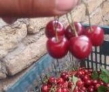 آگهی مشابه فروش گیلاس محلی در گروه خرید فروش عمده گیلاس - تکدانه شیرین ترش رنگی خوشه سیاه در یکمیوه