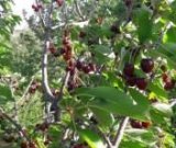 آگهی مشابه فروش گیلاس در گروه خرید فروش عمده گیلاس - تکدانه شیرین ترش رنگی خوشه سیاه در یکمیوه