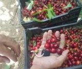 آگهی مشابه فروش گیلاس ممتاز اعلا در گروه خرید فروش عمده گیلاس - تکدانه شیرین ترش رنگی خوشه سیاه در یکمیوه