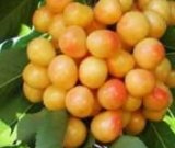 آگهی مشابه فروش گیلاس عسلی در گروه خرید فروش عمده گیلاس - تکدانه شیرین ترش رنگی خوشه سیاه در یکمیوه