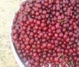 آگهی مشابه فروش آلبالو در گروه خرید فروش عمده آلبالو - رسمی خارجی سرخ قرمز مربایی شربتی در یکمیوه