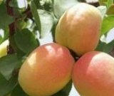 آگهی مشابه فروش زردآلو در گروه خرید فروش عمده زردآلو - شاهرودی بادامی شکرپاره نصیری در یکمیوه