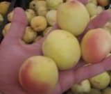 آگهی مشابه فروش زردآلو عسلی در گروه خرید فروش عمده زردآلو - شاهرودی بادامی شکرپاره نصیری در یکمیوه