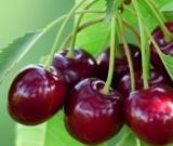 آگهی مشابه فروش گیلاس در گروه خرید فروش عمده گیلاس - تکدانه شیرین ترش رنگی خوشه سیاه در یکمیوه